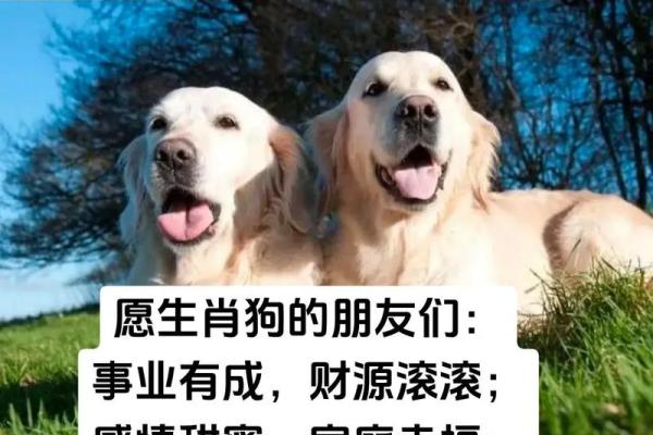 2006年属狗几月命苦_2006属狗几岁遇真爱