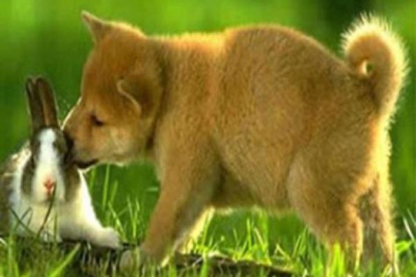 属狗和属兔的婚姻相配吗 属狗和属兔婚姻合不合 属狗和属兔的婚姻相配吗 属狗和属兔婚姻合不合