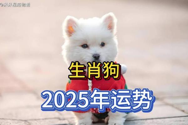 属狗2025年多大年龄_2025年属狗人年龄全解析你今年几岁 属狗2025年多大年龄_2025年属狗人年龄全解析你今年几岁