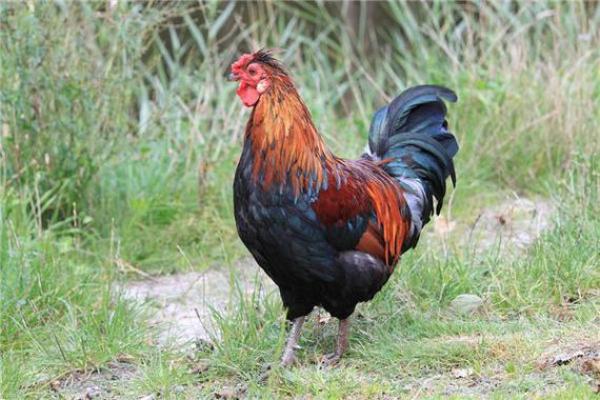 2005属鸡男和什么属相最配_2005属鸡男的婚姻和命运 2005属鸡男和什么属相最配_2005属鸡男的婚姻和命运