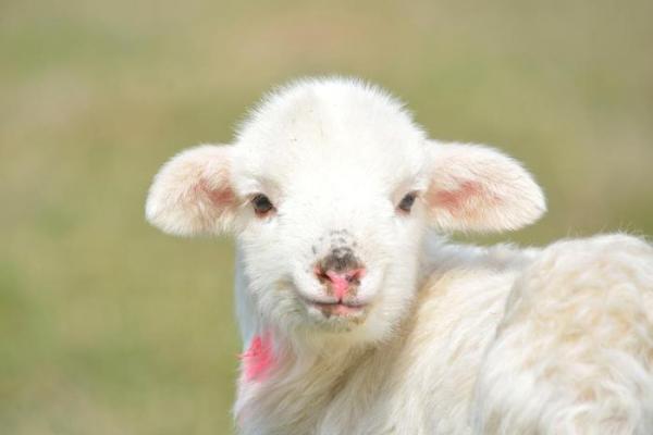 属羊2025虚岁多大 2025年属羊多大了 属羊2025虚岁多大 2025年属羊多大了