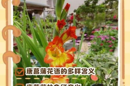 唐菖蒲在风水中有何作用
