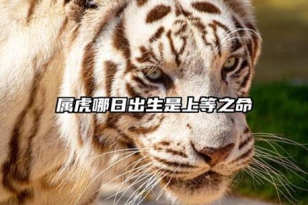 属虎是哪一年出生的 属虎的男孩出生吉日