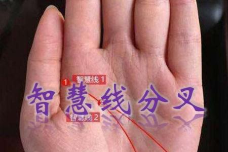 《手相学习百科》：智慧线
