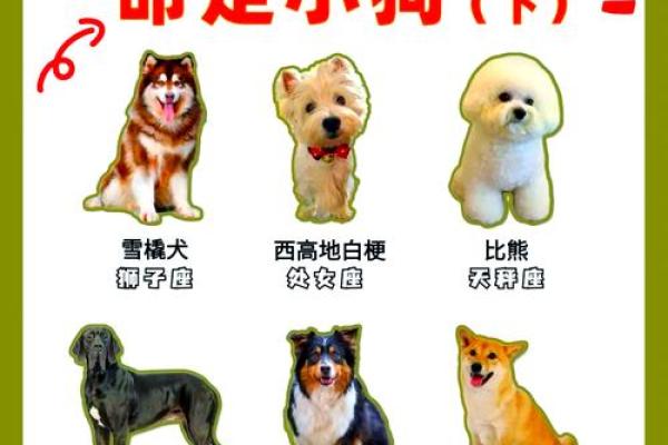 12星座狗,12星座谁最凶