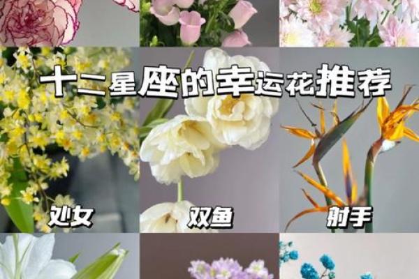 十二星座的守护花