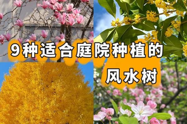 庭院花草的摆放和种类对风水有什么影响
