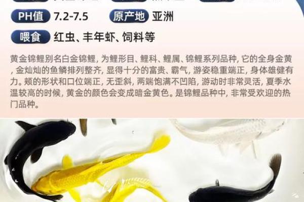 风水鱼养多少条比较好？