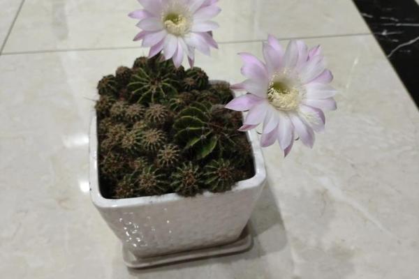 风水解读7种象征吉祥好运的花有哪些