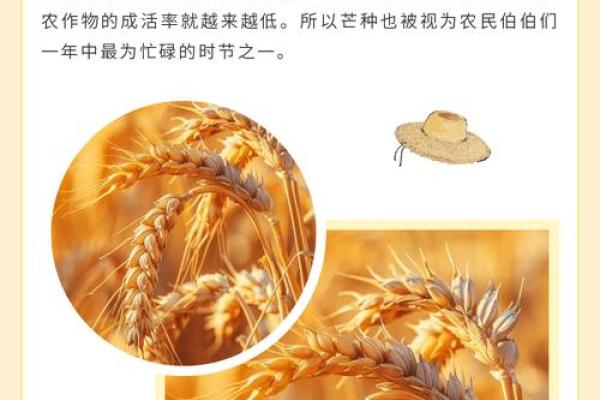 芒种前出生好还是芒种后 2024年芒种出生人的八字