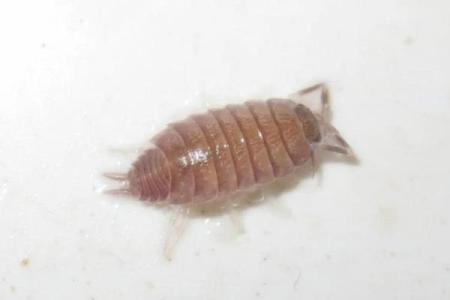 家里风水_家里突然出现多个潮虫是什么征兆