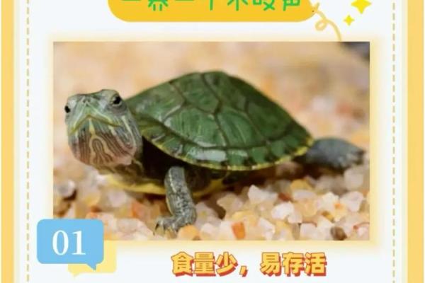 乌龟风水_龟眠之地是什么