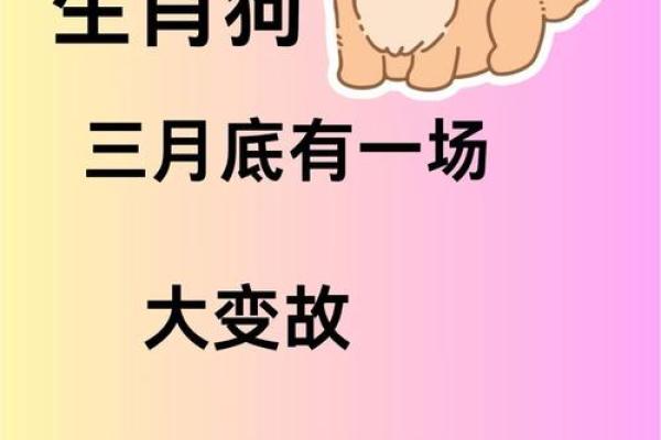 属狗在猪年财神在哪个方向
