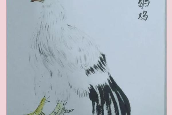 孔雀寓意风水吗