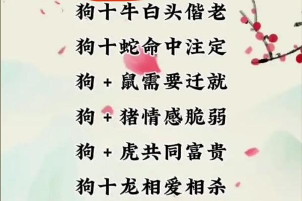 94年狗和94年狗是上等婚吗 两只94年生的狗配对算是高配婚姻吗