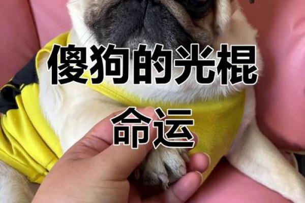 算命的说狗和猪好不好
