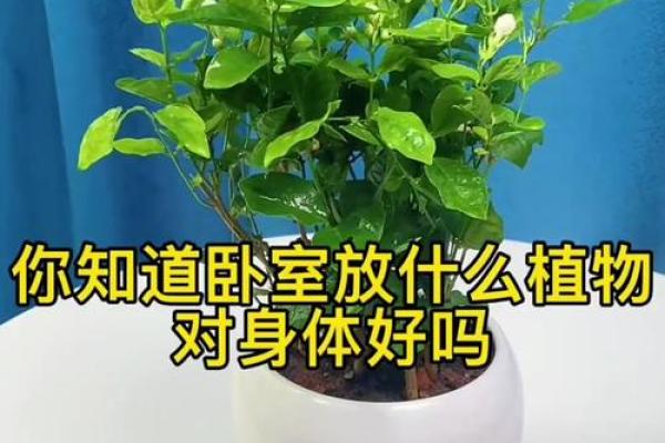 儿童卧室摆放植物风水宜忌