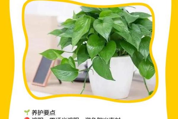 儿童卧室摆放植物风水宜忌