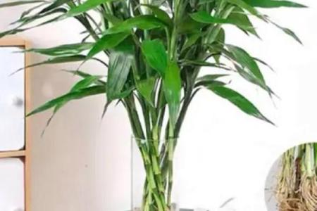 怎样养出富贵吉祥的好风水