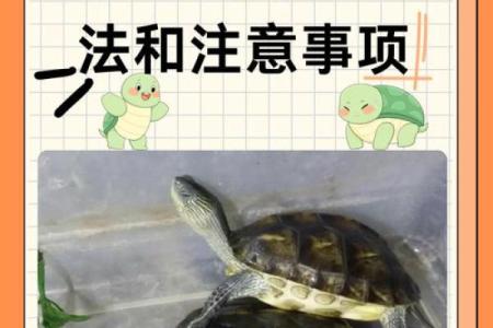 风水上养龟为什么不能养双,有这说法吗-