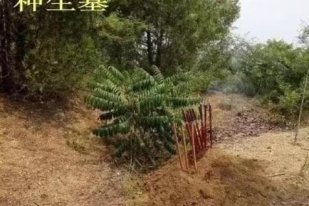 什么时候造生基好-造生基吉日介绍