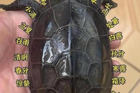乌龟找财位,乌龟放在哪个方位旺财