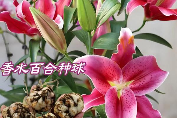 百合姓名配对 名字百合的意思？