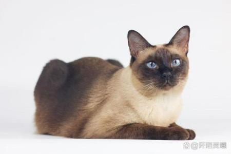 怎么给公猫姓名配对呢图片 怎么给公猫取名字好听？