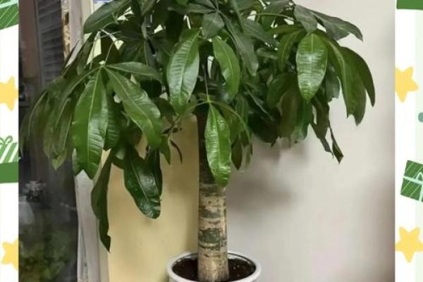 买了“发财树”，别把方位摆错
