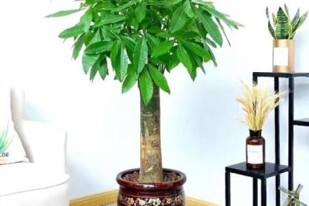 买了“发财树”，别把方位摆错