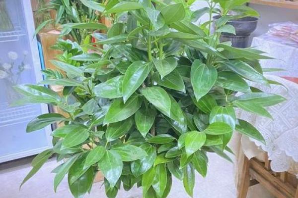 客厅植物摆放，风水摆放小常识