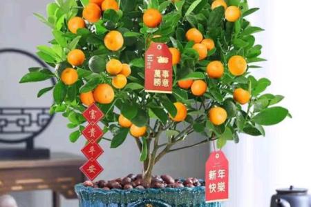 客厅植物摆放，风水摆放小常识