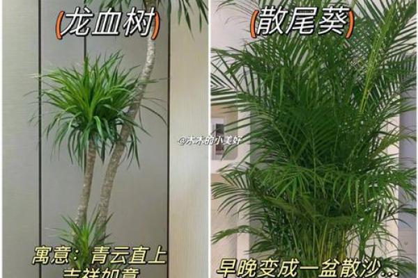 客厅摆放植物风水原则