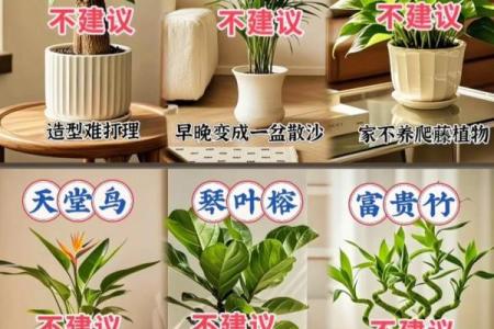 客厅摆放植物风水原则