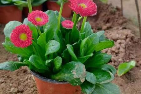 雏菊的星座特点及性格解析，你知道吗？