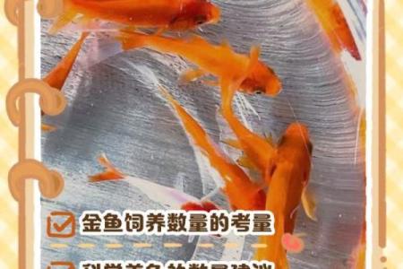 养金鱼有哪些风水讲究-