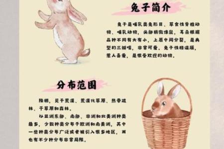 属于兔子的人是哪个星座