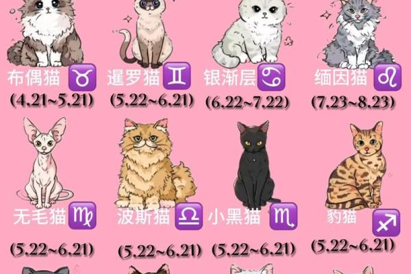 哪个星座适合看猫咪的性格