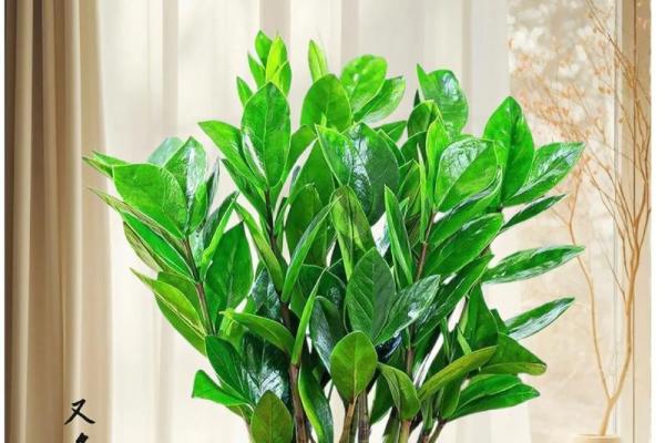 金钱树：客厅风水中最招财的植物之一