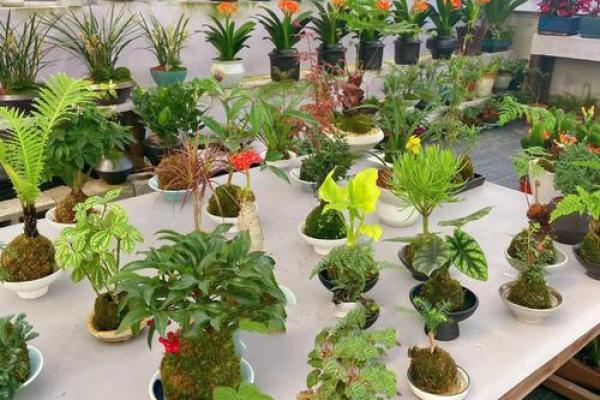 办公室风水植物_老板的办公室要放什么植物