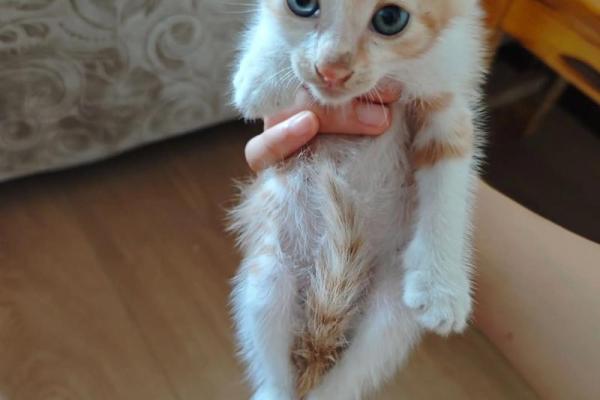 养黄猫的风水 家里养二只猫风水好不好