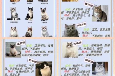 养黄猫的风水 家里养二只猫风水好不好