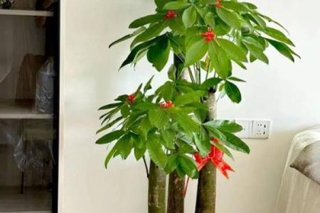 生肖属兔求财财神放哪个方向 养什么植物最旺财