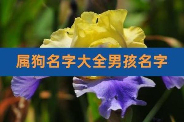 晚上7点出生的属狗男孩怎么取名，用什么字好姓名