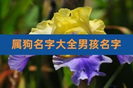 晚上7点出生的属狗男孩怎么取名，用什么字好姓名