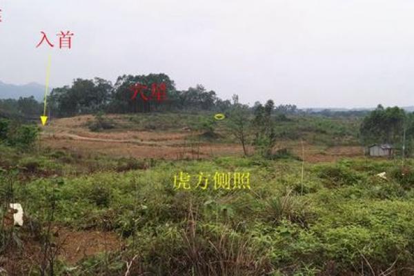 房子上面有大蜘蛛好吗风水