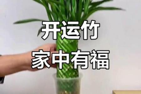 风水转运_鸿运竹养几根才更好