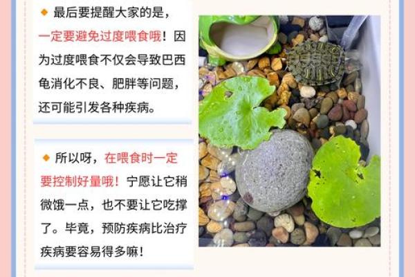 哪个生肖不宜养龟风水好不好
