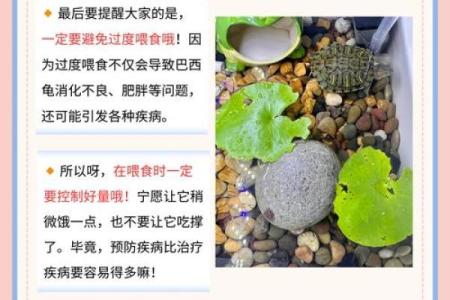 哪个生肖不宜养龟风水好不好