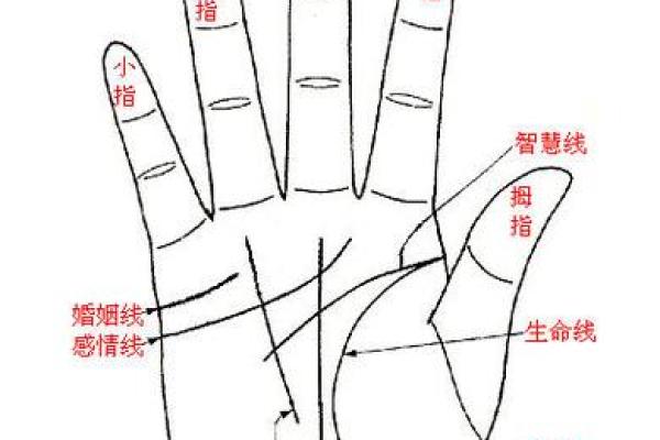 掌纹算命图解 通过手相看智慧